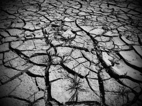 暑い気候と干ばつの象徴として 土地の深い亀裂 砂漠と地割れ 不均一な腫れた地面 生態学と自然テーマ 警戒してる 白黒モノクローム — ストック写真