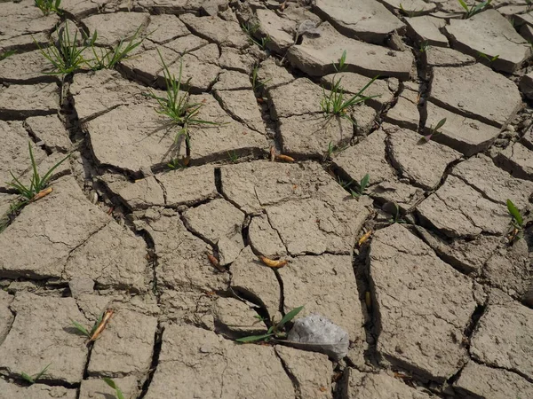 기후와 가뭄의 상징으로 있습니다 과갈라진 불규칙하고 부어오른 공허감 생태학적 스러운 — 스톡 사진