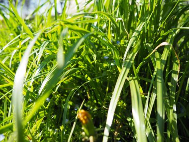 Uzun çimenler parlak güneş ışığıyla kapanıyor.