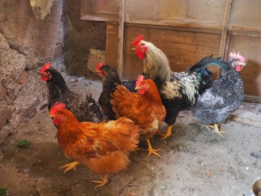 Tavuk ahırda. Kırsal bir ortamda tavuklar ve horozlar. Kahverengi, kafasında kırmızı Grims olan çeşitli kuşlar. Kırsal ahır