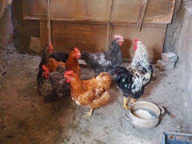 Tavuk ahırda. Kırsal bir ortamda tavuklar ve horozlar. Kahverengi, kafasında kırmızı Grims olan çeşitli kuşlar. Kırsal ahır