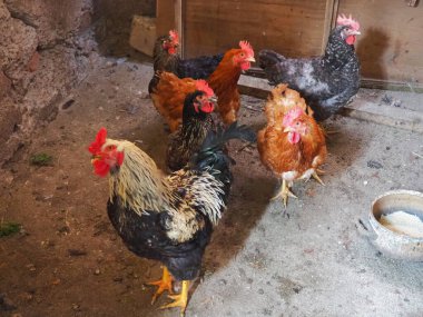 Tavuk ahırda. Kırsal bir ortamda tavuklar ve horozlar. Kahverengi, kafasında kırmızı Grims olan çeşitli kuşlar. Kırsal ahır