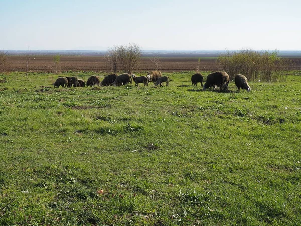 Herd Rams Field Ruminants Graze Meadow Sheep Rams Bred Grass — Stock Photo, Image