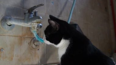 Kedi musluğun altında su içer. Siyah ve beyaz evcil hayvan kedisi evdeki tuvalette musluk suyu içiyor. Hayvan susuzluğunu giderir..