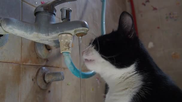 Kočka pije vodu pod kohoutkem. Černobílé domácí zvíře kočka pije vodu z kohoutku v koupelně doma. Zvířecí žízeň uhasí. — Stock video