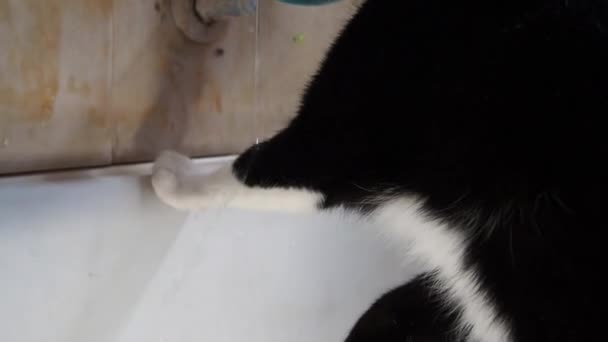 Kedi musluğun altında su içer. Siyah ve beyaz evcil hayvan kedisi evdeki tuvalette musluk suyu içiyor. Hayvan susuzluğunu giderir.. — Stok video