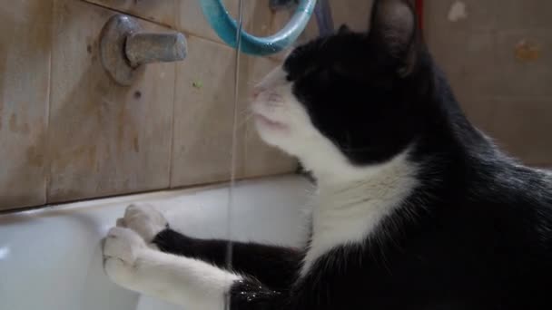Le chat boit de l'eau sous le robinet. Chat animal domestique noir et blanc boire de l'eau du robinet dans la salle de bain à la maison à l'intérieur. L'animal étouffe la soif. — Video