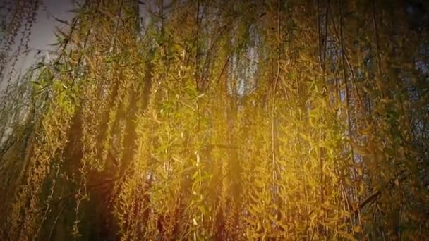 Sauce llorón en el parque público. Las ramas largas que caen en cascada del sauce con amarillo - las flores verdes. Ramas balanceándose en el viento. Sauce floreciente en la primavera. Cielos azules y clima soleado. — Vídeos de Stock