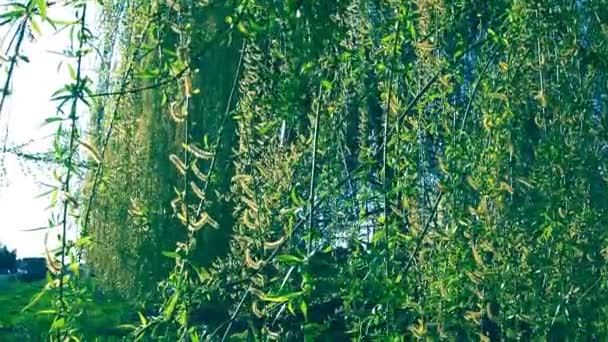 Salice piangente nel parco pubblico. Rami lunghi a cascata di un salice con fiori gialli - verdi. Rami ondeggianti nel vento. Salice fiorito in primavera. — Video Stock
