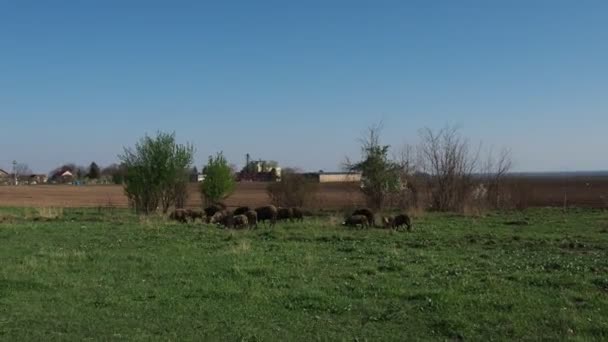 田里有一群公羊 反刍动物在草地上吃草 羊和公羊被喂在草地上 塞尔维亚的农业和畜牧业 褐羊或黑羊繁殖 用于羊毛生产的动物 — 图库视频影像