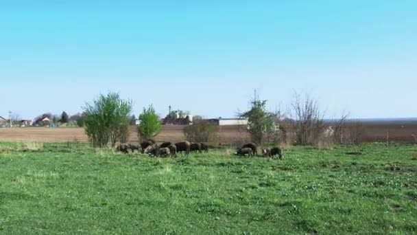 Rams és fekete bárány eszik füvet. Egy birkacsorda legeltetés. Fekete gyapjú. Állatállomány és mezőgazdaság Szerbiában. Állattartás gyapjútermesztés céljából. — Stock videók