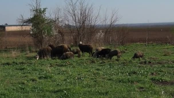 Tarany i czarne owce jedzące trawę. Stado owiec pasących się na pastwisku. Czarna wełna. Zwierzęta gospodarskie i rolnictwo w Serbii. Przechowywanie zwierząt do produkcji wełny. — Wideo stockowe