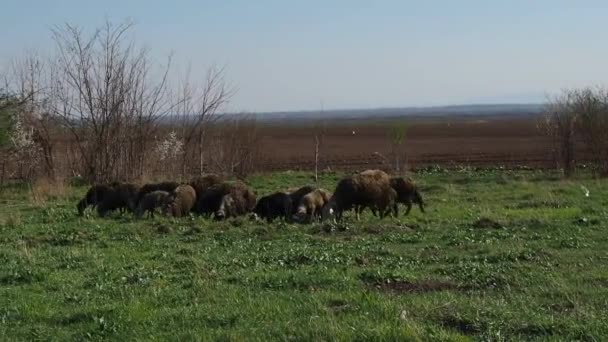 Rams és fekete bárány eszik füvet. Egy birkacsorda legeltetés. Fekete gyapjú. Állatállomány és mezőgazdaság Szerbiában. Állattartás gyapjútermesztés céljából. — Stock videók