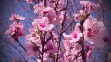 Ağaçta pembe çiçekler var. Bahar bahçesinde güzel yabani çiçekler. Tomurcuklu kiraz ya da erik dalları, açık yapraklar, erkek organlar ve erkek organlar. Tarım ve bahçıvanlık.