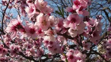 Ağaçta pembe çiçekler var. Bahar bahçesinde güzel yabani çiçekler. Tomurcuklu kiraz ya da erik dalları, açık yapraklar, erkek organlar ve erkek organlar. Tarım ve bahçıvanlık.