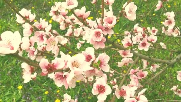 Pink flowers on the tree. Beautiful wild flowering in the spring garden. Cherry or plum branches with buds, opened petals, stamens and pistils. Agriculture and horticulture. — Stock Video