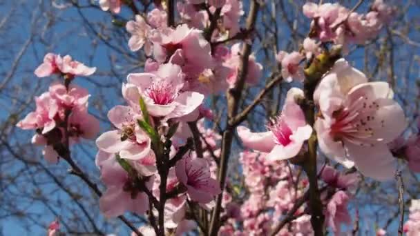 Růžové květy na stromě. Krásné divoké kvetení v jarní zahradě. Třešňové nebo švestkové větve s poupaty, otevřenými okvětními lístky, tyčinkami a písty. Zemědělství a zahradnictví. — Stock video