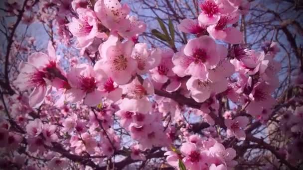 Roze bloemen op de boom. Mooie wilde bloei in de lentetuin. Kersen of pruimen takken met knoppen, geopende bloemblaadjes, meeldraden en stampers. Land- en tuinbouw. — Stockvideo