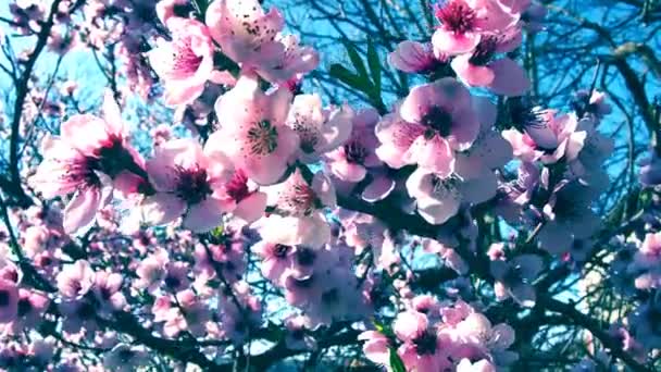 Rosafarbene Blumen am Baum. Schöne wilde Blütenpracht im Frühlingsgarten. Kirsch- oder Pflaumenzweige mit Knospen, geöffneten Blütenblättern, Staubgefäßen und Stempeln. Landwirtschaft und Gartenbau. — Stockvideo