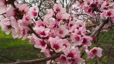 Ağaçta pembe çiçekler var. Bahar bahçesinde güzel yabani çiçekler. Tomurcuklu kiraz ya da erik dalları, açık yapraklar, erkek organlar ve erkek organlar. Tarım ve bahçıvanlık.