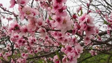 Ağaçta pembe çiçekler var. Bahar bahçesinde güzel yabani çiçekler. Tomurcuklu kiraz ya da erik dalları, açık yapraklar, erkek organlar ve erkek organlar. Tarım ve bahçıvanlık.