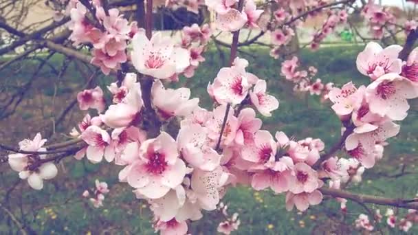 Рожеві квіти на дереві. Прекрасне дике цвітіння у весняному саду. Вишневі або сливові гілки з бруньками, відкритими пелюстками, тичинками і пістолетами. Сільське господарство та садівництво . — стокове відео