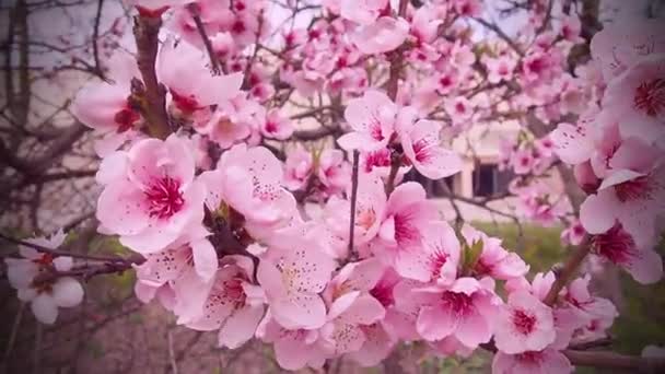 Rosafarbene Blumen am Baum. Schöne wilde Blütenpracht im Frühlingsgarten. Kirsch- oder Pflaumenzweige mit Knospen, geöffneten Blütenblättern, Staubgefäßen und Stempeln. Landwirtschaft und Gartenbau. — Stockvideo