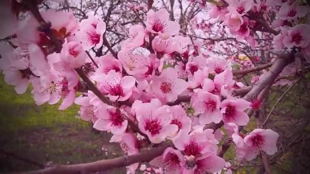 Rosa blommor på trädet. Vacker vild blomning i vårträdgården. Körsbär eller plommon grenar med knoppar, öppnade kronblad, stammar och pistiler. Jordbruk och trädgårdsodling. — Stockvideo