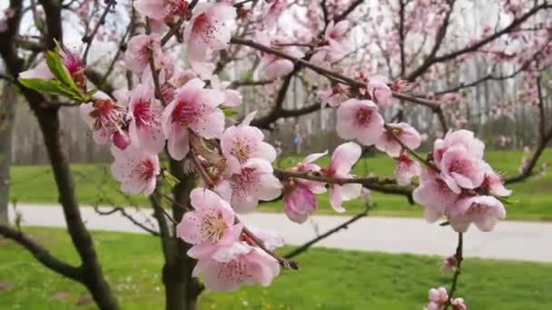 Rosafarbene Blumen am Baum. Schöne wilde Blütenpracht im Frühlingsgarten. Kirsch- oder Pflaumenzweige mit Knospen, geöffneten Blütenblättern, Staubgefäßen und Stempeln. Landwirtschaft und Gartenbau. — Stockvideo