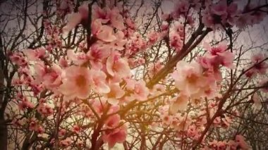 Ağaçta pembe çiçekler var. Bahar bahçesinde güzel yabani çiçekler. Tomurcuklu kiraz ya da erik dalları, açık yapraklar, erkek organlar ve erkek organlar. Tarım ve bahçıvanlık.