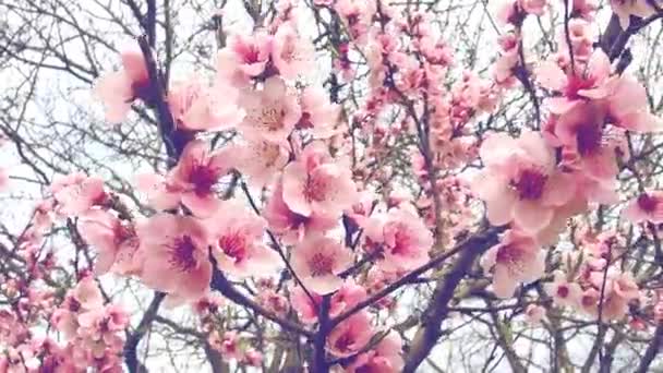 Flores rosadas en el árbol. Hermosa floración silvestre en el jardín de primavera. Ramas de cerezo o ciruela con brotes, pétalos abiertos, estambres y pistilos. Agricultura y horticultura. — Vídeo de stock