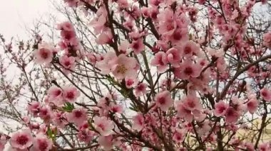 Ağaçta pembe çiçekler var. Bahar bahçesinde güzel yabani çiçekler. Tomurcuklu kiraz ya da erik dalları, açık yapraklar, erkek organlar ve erkek organlar. Tarım ve bahçıvanlık.