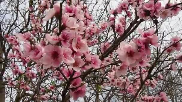 Flores rosadas en el árbol. Hermosa floración silvestre en el jardín de primavera. Ramas de cerezo o ciruela con brotes, pétalos abiertos, estambres y pistilos. Agricultura y horticultura. — Vídeos de Stock
