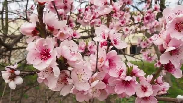 Ramo di ciliegio con fiori in fiore di primavera. Un bellissimo ramo di albero giapponese con fiori di ciliegio. Un'ape ronzante si sta godendo il bel paesaggio rosa. Bianco. Fiori di primavera. Ciliegia. Sakura. Contesto — Video Stock