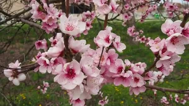 Ağaçta pembe çiçekler var. Bahar bahçesinde güzel yabani çiçekler. Tomurcuklu kiraz ya da erik dalları, açık yapraklar, erkek organlar ve erkek organlar. Tarım ve bahçıvanlık. — Stok video