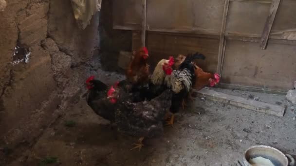 Pollo nel fienile. Polli e galli in un ambiente rustico. Uccelli bruni, variegati, con grilli rossi in testa. Fienile rurale. — Video Stock