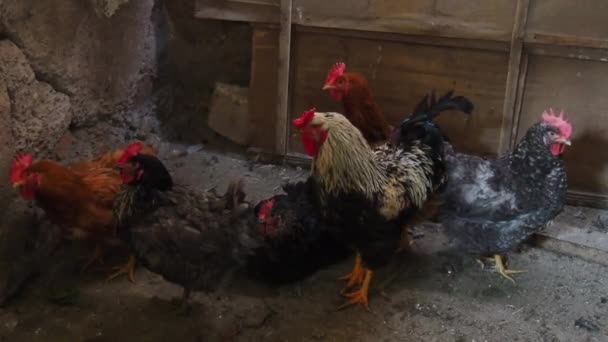 Pollo nel fienile. Polli e galli in un ambiente rustico. Uccelli bruni, variegati, con grilli rossi in testa. Fienile rurale. — Video Stock