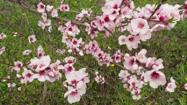 Cherry branch with flowers in spring bloom. A beautiful Japanese tree branch with cherry blossoms. Pink flowers on the tree. Cherry or plum branches with buds, petals. Agriculture and horticulture. — Stock Video