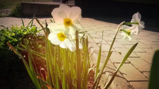 Żonkile kołyszą się na wietrze. Piękne kwiaty w ogrodzie wiosną. Białe kwiaty z żółtym centrum. Białe płatki, żółte tłoki i pręciki. Dekoracja klombów, trawników, ogrodów. — Wideo stockowe