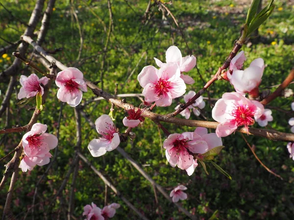 Flores Cor Rosa Árvore Linda Floração Selvagem Jardim Primavera Cereja — Fotografia de Stock