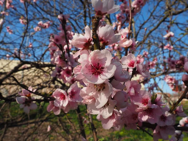 Fleurs Roses Sur Arbre Belle Floraison Sauvage Dans Jardin Printemps — Photo