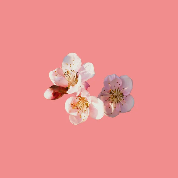 pink flowers on a peach background. Several petals, stamens, pistils