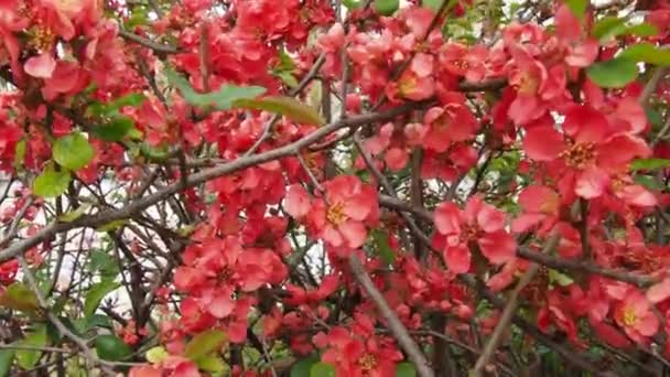 Chaenomeles jest niewielkim rodzajem roślin kwitnących z rodziny Rosaceae. Przedstawiciele rodzaju rosną dziko w Chinach i Japonii. Bumblebee lata i zbiera nektar. Czerwone kwiaty. Tło wiosny. — Wideo stockowe