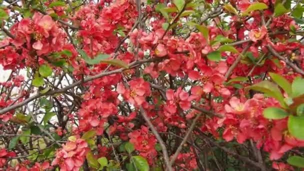 Chaenomeles jest niewielkim rodzajem roślin kwitnących z rodziny Rosaceae. Przedstawiciele rodzaju rosną dziko w Chinach i Japonii. Bumblebee lata i zbiera nektar. Czerwone kwiaty. Tło wiosny. — Wideo stockowe