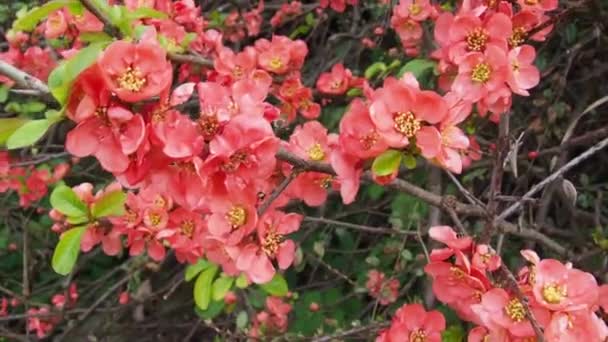 仙人掌属是蔷薇科植物中开花植物的小属。该属的代表在中国和日本生长野生。大黄蜂飞起来采集花蜜.红色的花春季背景. — 图库视频影像