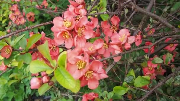 Chaenomelesは、 Rosaceae科の花植物の小さな属です。本属の代表者は中国と日本で自生します。バンブルビーが飛んで蜜を集める。赤い花。春の背景. — ストック動画