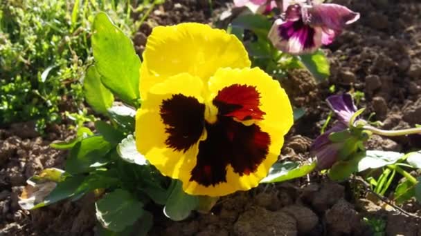 Flor de pansy é plantada como uma plântula no chão em um canteiro de flores. Amarelo - as pétalas marrons oscilam no vento. Tempo ensolarado. Paisagismo do território. Flores bonitas florescem no jardim — Vídeo de Stock