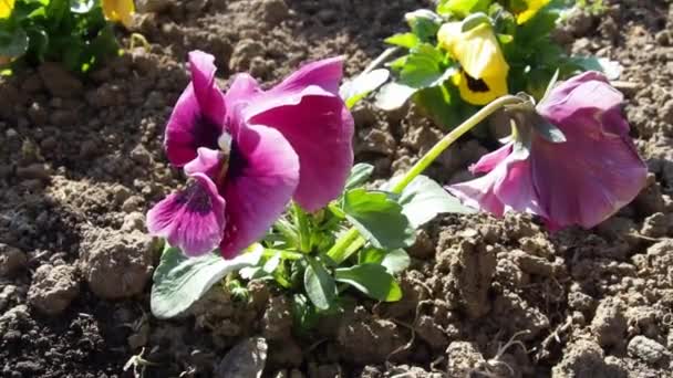 Flor de cachorro. Uma planta é plantada como uma planta cultivada de sementes no solo. Cama de flores. Púrpura - pétalas cor-de-rosa vibram no vento. Tempo ensolarado. Paisagismo do território. Flores bonitas florescem na primavera — Vídeo de Stock