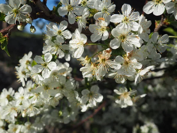 Árbol Floreciendo Con Flores Blancas Cereza Manzana Ciruela Cereza Dulce — Foto de Stock