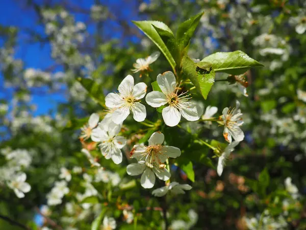 Uma Árvore Florescendo Com Flores Brancas Cereja Maçã Ameixa Cereja — Fotografia de Stock